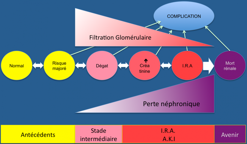 Stade Insuffisance Rénale Insuffisance Rénale Aigüe - Acute Kidney Injury - nephrologue.be