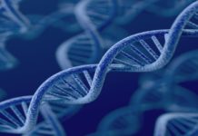 Maladie Génétique Rénale: pourquoi consulter ?